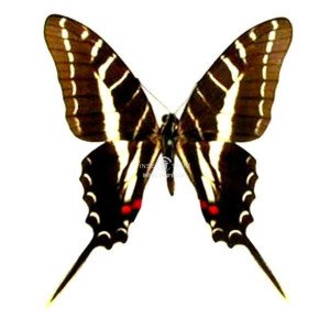 EURYTIDES PHILOLAUS EURYTIDES PHILOLAUS